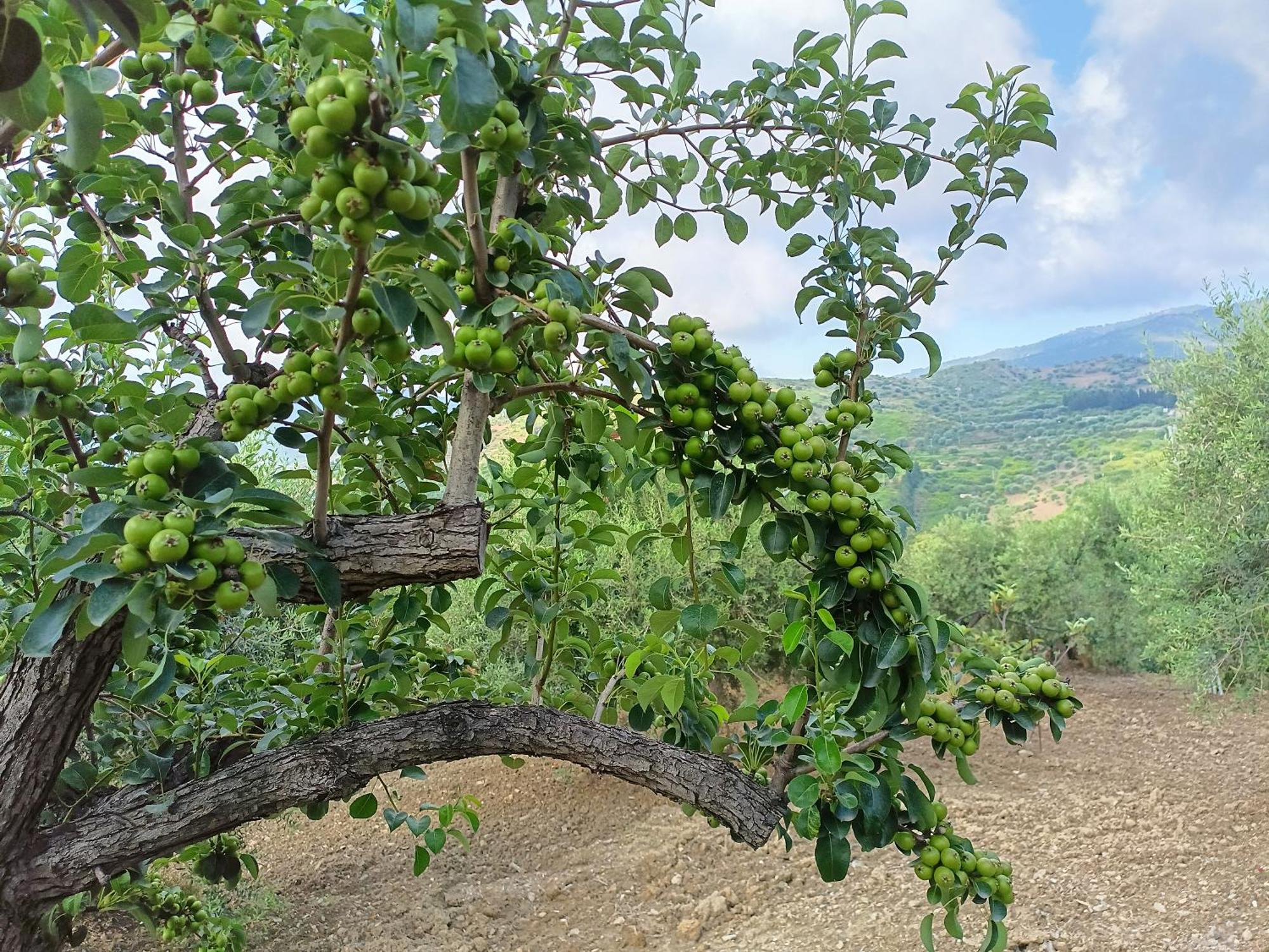 הוילה לסקארי Agriturismo Le Campanelle - Sicilia - Cefalu מראה חיצוני תמונה