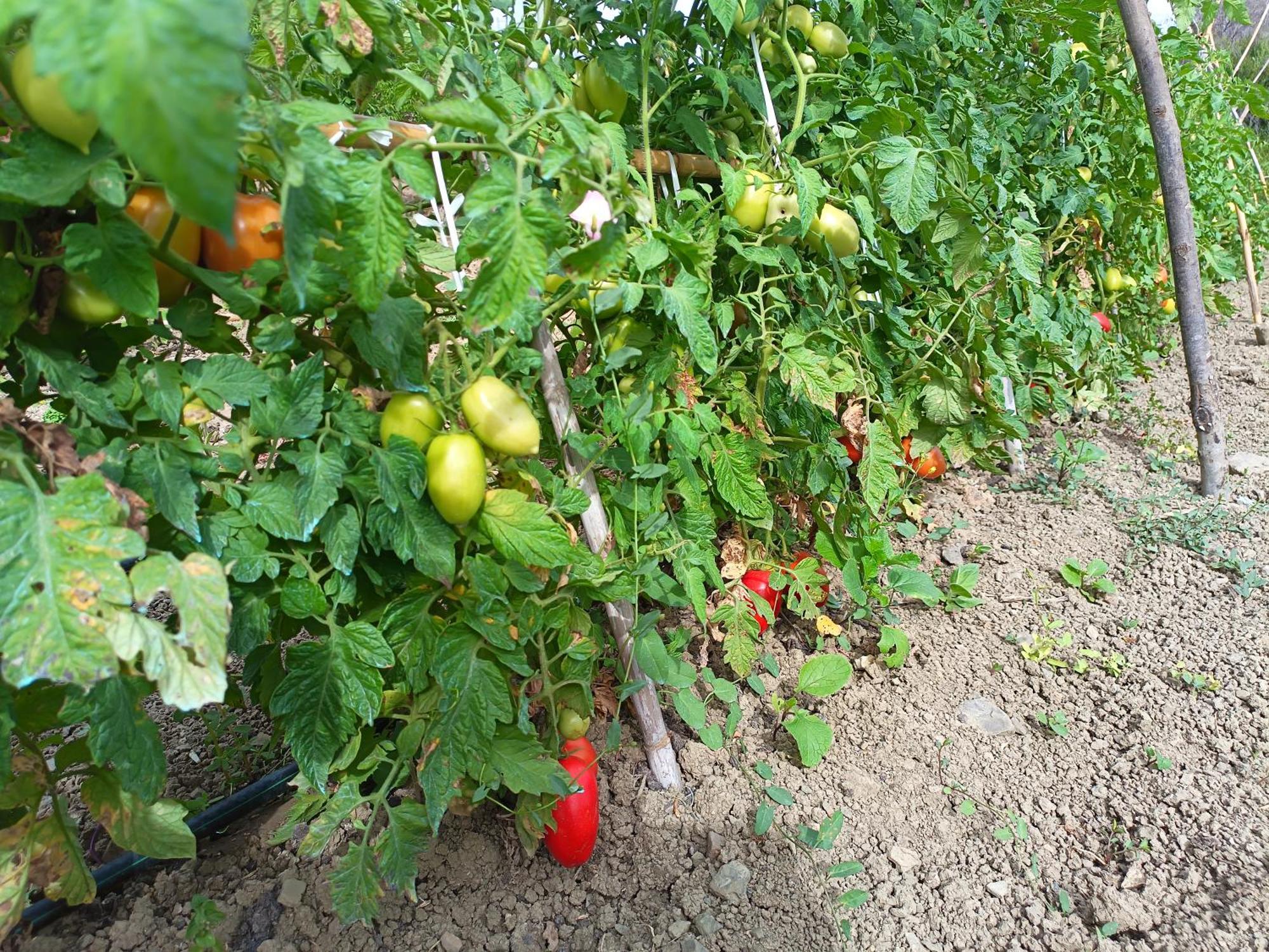 הוילה לסקארי Agriturismo Le Campanelle - Sicilia - Cefalu מראה חיצוני תמונה