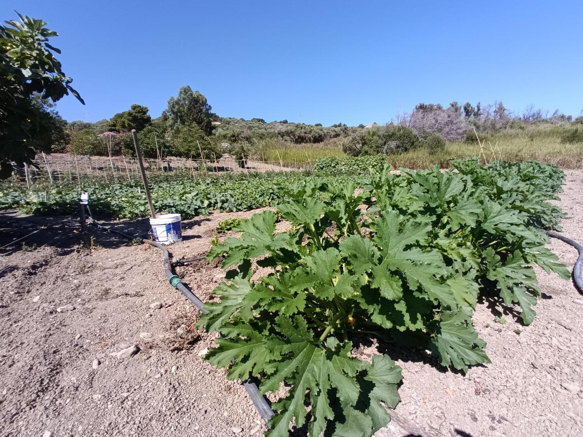 הוילה לסקארי Agriturismo Le Campanelle - Sicilia - Cefalu מראה חיצוני תמונה