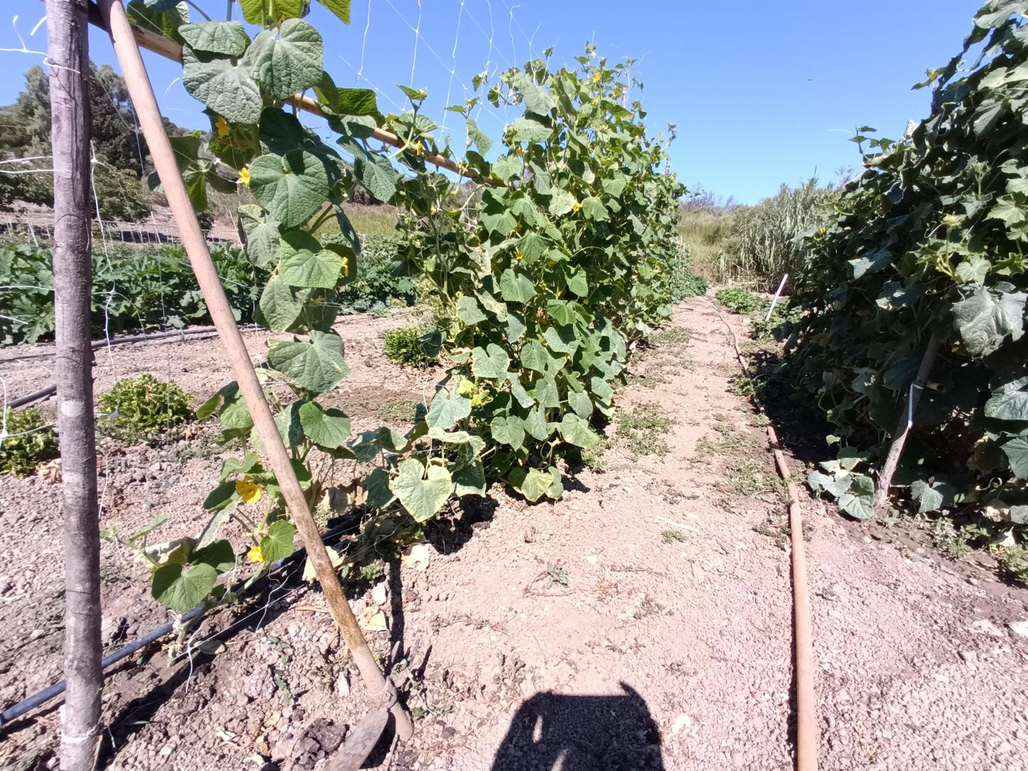 הוילה לסקארי Agriturismo Le Campanelle - Sicilia - Cefalu מראה חיצוני תמונה