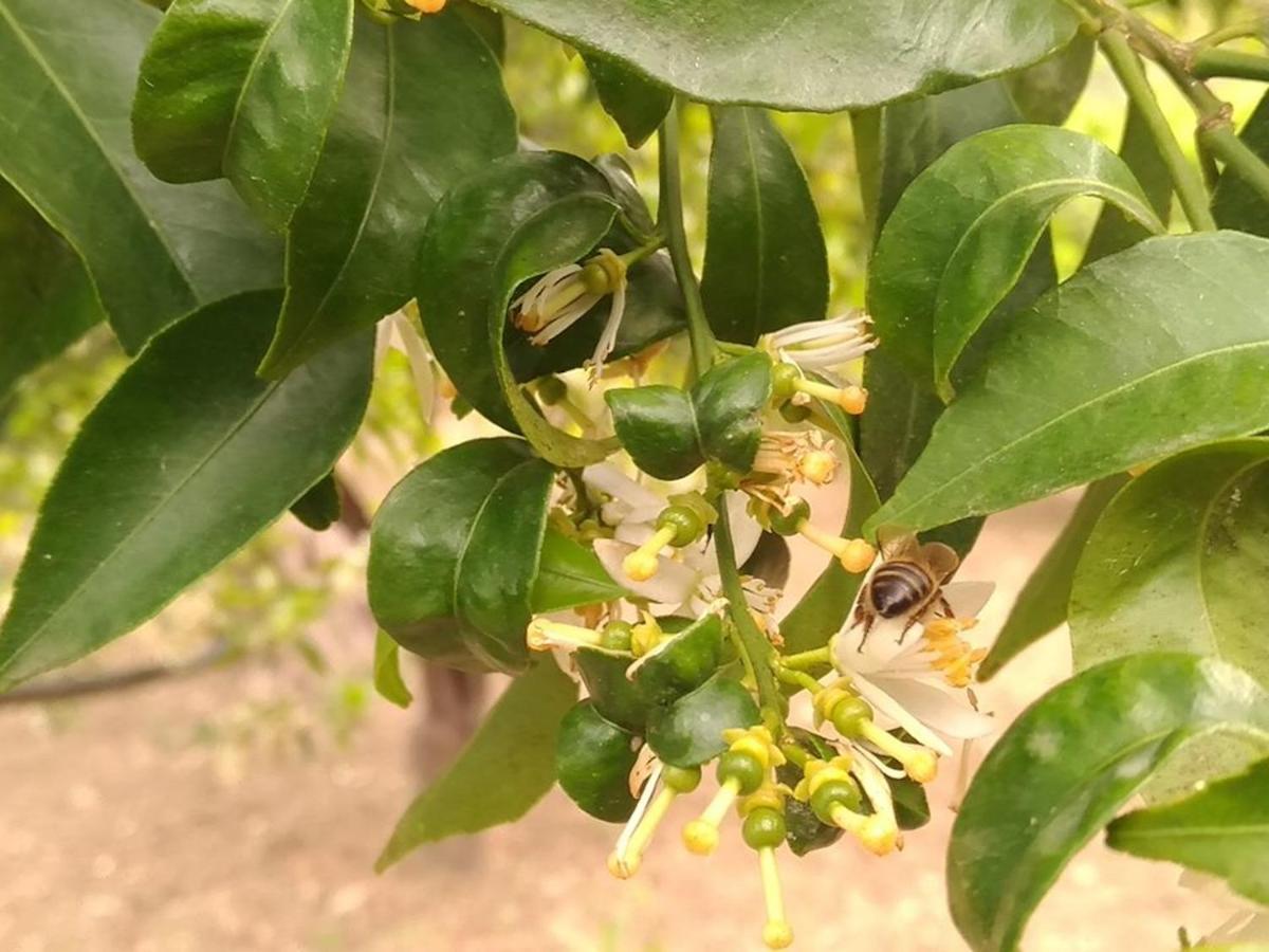 הוילה לסקארי Agriturismo Le Campanelle - Sicilia - Cefalu מראה חיצוני תמונה